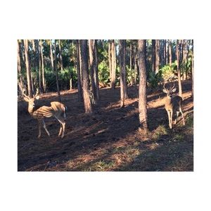 looking for white converse and Victoria secret